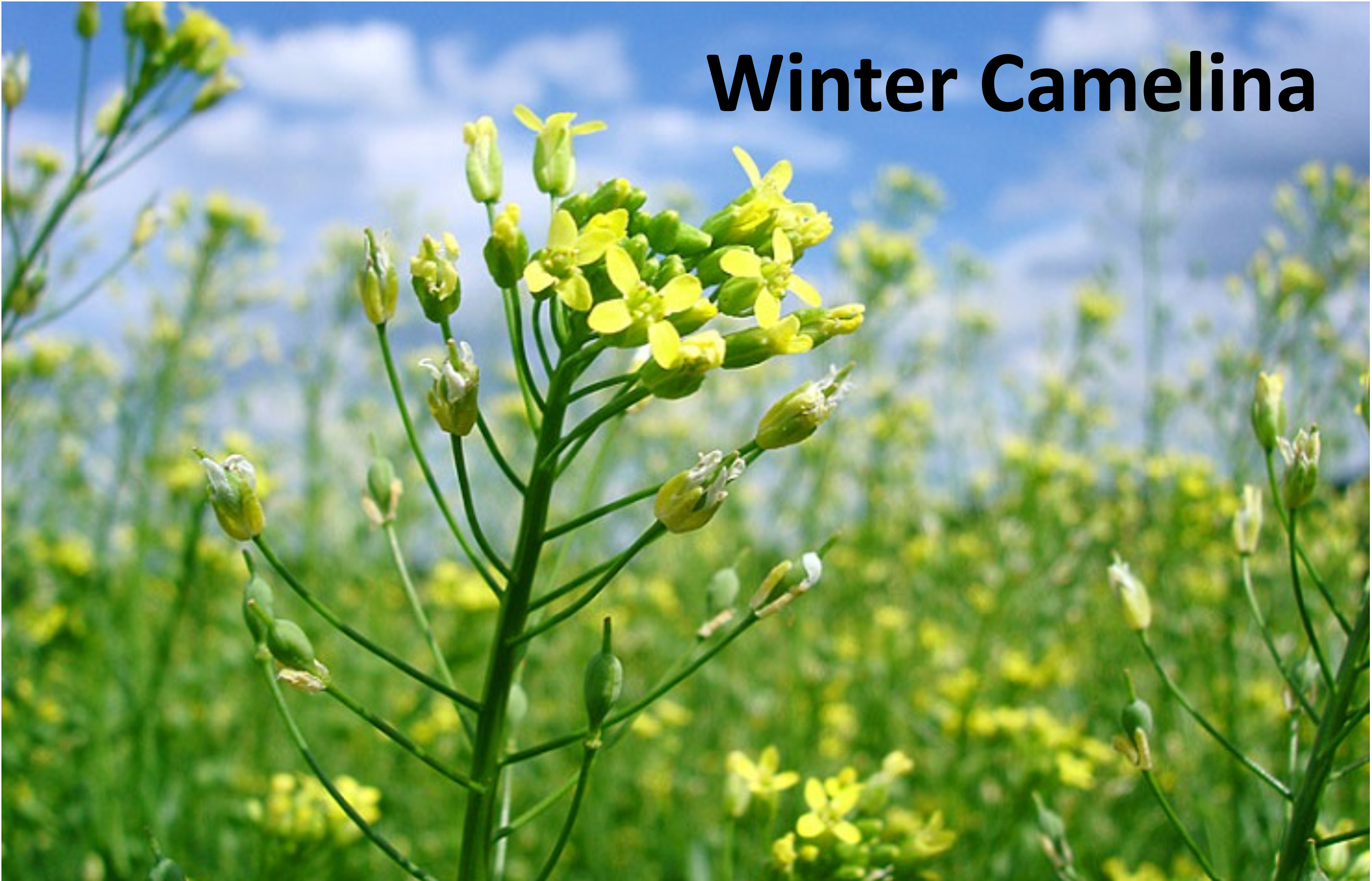 Yellow winter camelina flower